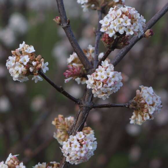 Viburnum bodnantense 'Deben': Bild 2/2 Viburnum bodnantense 'Deben': Bild 2/2