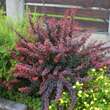 Berberis thunbergii 'Atropurpurea': Bild 4/4