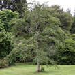 Stewartia pseudocamellia: Bild 3/3