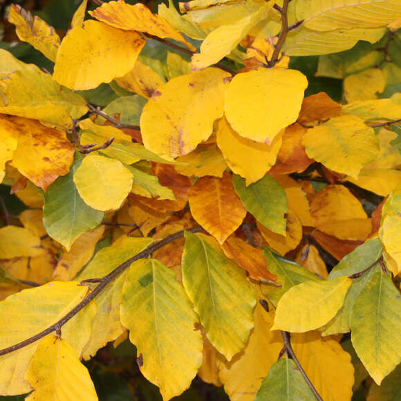 Fagus sylvatica 'Latifolia': Bild 3/3 Fagus sylvatica 'Latifolia': Bild 3/3