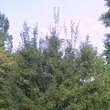 Acer monspessulanum: Bild 6/6
