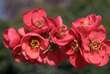 Chaenomeles 'Rubra Grandiflora': Bild 3/3