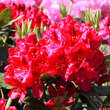 Rhododendron Hybride - rot  PG2: Bild 4/5