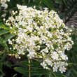 Sorbus randaiensis: Bild 2/3