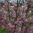 Prunus subhirtella 'Fukubana': Bild 4/5