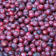 Sorbus 'Titan': Bild 5/12