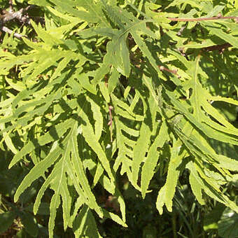 Quercus robur 'Pectinata': Bild 3/7