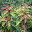 Cornus pumila: Bild 2/2