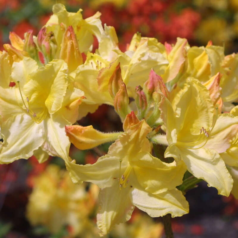 Hohe Gartenazalee Azalea Großblumig gelb gelb
