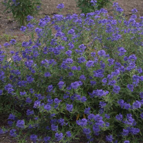Caryopteris clandonensis 'Blauer Spatz': Bild 4/5 Caryopteris clandonensis 'Blauer Spatz': Bild 4/5