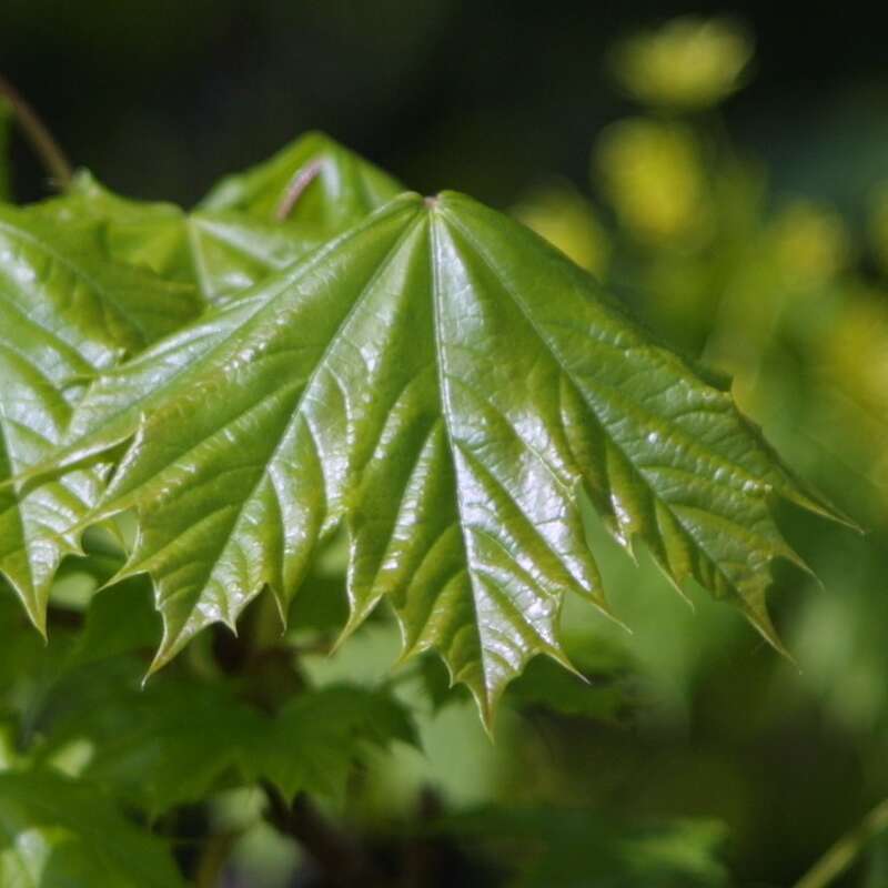 Spitzahorn Acer platanoides gelb