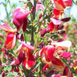Cytisus 'Burkwoodii': Bild 2/2