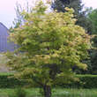 Acer palmatum 'Osakazuki': Bild 8/8