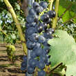 Vitis vinifera 'Muskat Blue': Bild 2/3