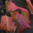 Euonymus latifolius: Bild 3/3