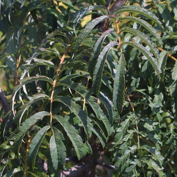 Sorbus 'Chinese Lace': Bild 2/3 Sorbus 'Chinese Lace': Bild 2/3