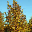 Quercus frainetto: Bild 3/4