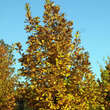 Quercus frainetto: Bild 3/4