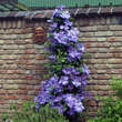 Clematis 'Mrs. Cholmondeley': Bild 6/6