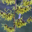 Hamamelis intermedia 'Pallida': Bild 3/6