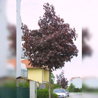 Acer platanoides 'Crimson King': Bild 2/5