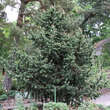 Pinus aristata: Bild 4/4