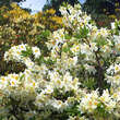 Azalea Großblumig - weiß: Bild 3/3
