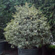 Ilex aquifolium 'Argenteomarginata': Bild 7/7
