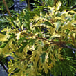 Quercus cerris 'Argenteovariegata': Bild 2/2