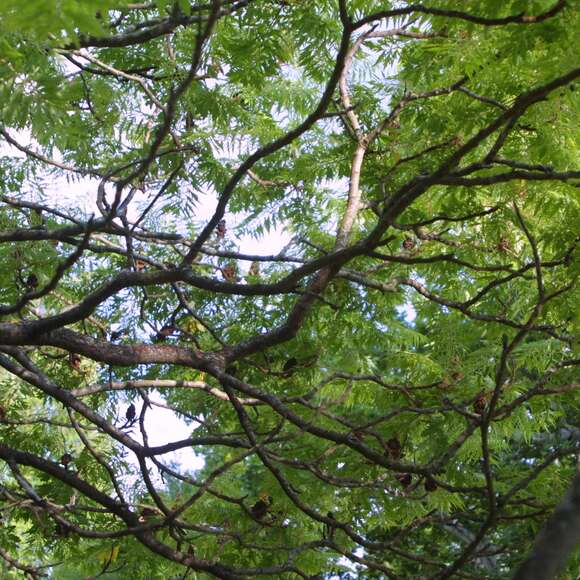 Rhus typhina 'Dissecta': Bild 5/5 Rhus typhina 'Dissecta': Bild 5/5