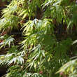 Acer palmatum 'Omuryama'      H125+: Bild 4/5