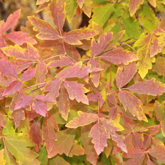 Acer griseum: Bild 4/9 Acer griseum: Bild 4/9