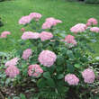 Hydrangea arborescens 'Pink Annabelle': Bild 4/6