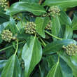 Hedera helix 'Arborescens': Bild 4/5