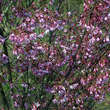 Prunus subhirtella 'Fukubana': Bild 5/5