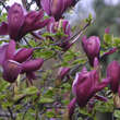 Magnolia liliiflora 'Nigra': Bild 2/5
