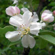 Malus domestica 'Roter von Simonffi': Bild 2/4