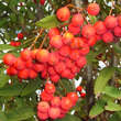 Sorbus 'Bursinka': Bild 4/7