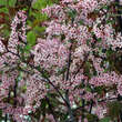 Prunus padus 'Colorata': Bild 2/4