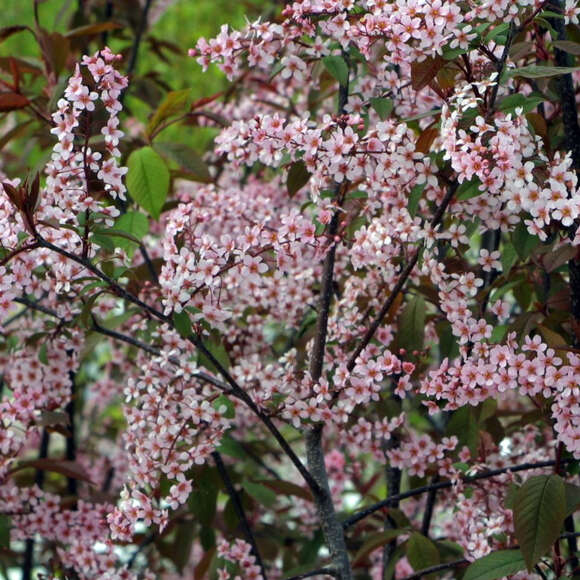 Prunus padus 'Colorata': Bild 2/4 Prunus padus 'Colorata': Bild 2/4