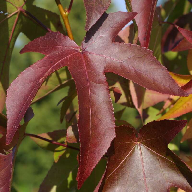 Amberbaum Liquidambar styraciflua
