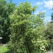 Viburnum lentago: Bild 8/9