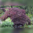 Acer palmatum 'Ornatum' H150+: Bild 4/6