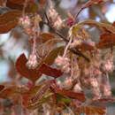 Fagus sylvatica 'Atropunicea' (Säm) - Sämlings-Blutbuche