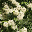 Viburnum lentago: Bild 2/9