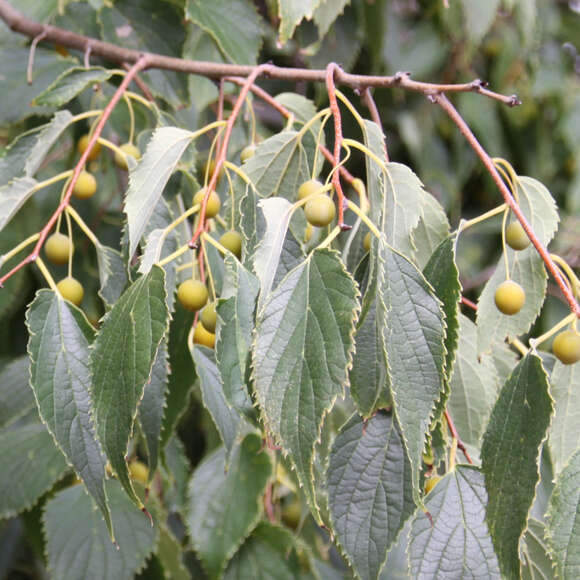 Celtis australis: Bild 3/6 Celtis australis: Bild 3/6