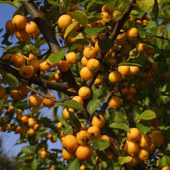 Malus 'Golden Hornet': Bild 4/8