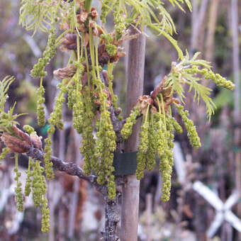 Quercus robur 'Pectinata': Bild 2/7