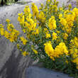 Genista tinctoria 'Plena': Bild 2/5