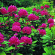 Rhododendron Hybride - rot  PG2: Bild 5/5